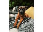 Adopt Milo a Red/Golden/Orange/Chestnut - with Black Dachshund / Mixed dog in