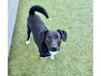 Adopt Biscuit a Black - with White Labrador Retriever / Pomeranian / Mixed dog