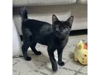 Adopt Echo a All Black Domestic Shorthair / Mixed cat in Fort Worth