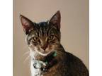 Adopt Binky a Brown or Chocolate Domestic Shorthair / Mixed cat in Brighton