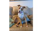 Adopt Ziggy a American Pit Bull Terrier / Mixed dog in Tehachapi, CA (33797754)