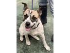 Adopt Emmitt a Labrador Retriever / Mixed dog in Big Spring, TX (31574517)