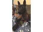 Adopt Herman a Shepherd (Unknown Type) / Mixed Breed (Medium) / Mixed dog in