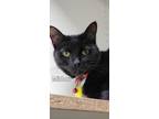 Adopt Midori a Domestic Shorthair / Mixed (short coat) cat in Kendallville