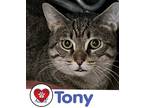 Adopt Tony a Brown Tabby Domestic Shorthair (short coat) cat in Hicksville