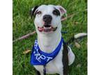 Adopt Marshall a White - with Black Dalmatian / Pit Bull Terrier dog in