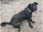 Adopt Juliet a Brindle Plott Hound / Border Collie dog in Seguin, TX (33795977)