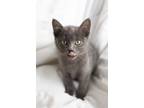 Adopt Matt a Spotted Tabby/Leopard Spotted Russian Blue cat in Calimesa