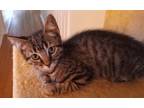Adopt Clemson a Gray, Blue or Silver Tabby Domestic Shorthair / Mixed (short