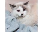 Adopt Sugar a Cream or Ivory (Mostly) Siamese (long coat) cat in Laguna Woods