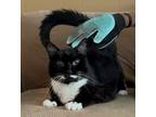 Adopt Misty a Black & White or Tuxedo American Shorthair (medium coat) cat in