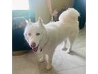 Adopt Kailo (AMAZING DOG) Orlando a White Siberian Husky / Mixed dog in port