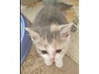 Adopt Laveny a Calico or Dilute Calico Domestic Shorthair (short coat) cat in