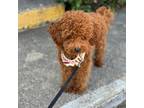 Poodle (Toy) Puppy for sale in Lewisville, TX, USA