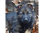 German Shepherd Dog Puppy for sale in Ash Flat, AR, USA