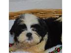 Shih Tzu Puppy for sale in Alexis, NC, USA