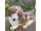 Goldendoodle Puppy for sale in Sevierville, TN, USA