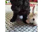 Poodle (Toy) Puppy for sale in North Ridgeville, OH, USA