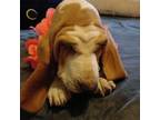 Basset Hound Puppy for sale in Hudson, FL, USA