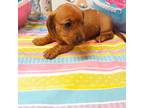 Dachshund Puppy for sale in Defuniak Springs, FL, USA