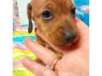 Dachshund Puppy for sale in Defuniak Springs, FL, USA