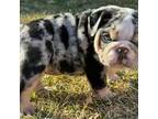 Bulldog Puppy for sale in Brighton, CO, USA