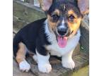 Pembroke Welsh Corgi Puppy for sale in Parsons, TN, USA