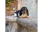 Dachshund Puppy for sale in Phoenix, AZ, USA