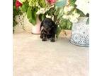 Dachshund Puppy for sale in Phoenix, AZ, USA