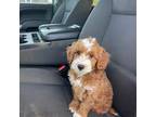 Mutt Puppy for sale in Nashville, TN, USA