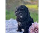 Cavapoo Puppy for sale in Penn Yan, NY, USA