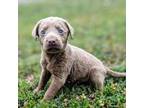 Labrador Retriever Puppy for sale in Oklahoma City, OK, USA