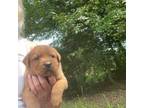 Labrador Retriever Puppy for sale in Brantley, AL, USA