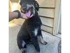 Mutt Puppy for sale in Blairsville, GA, USA