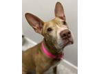 Fraya, American Pit Bull Terrier For Adoption In Voorhees, New Jersey