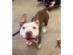 Timmy Ii 64, American Pit Bull Terrier For Adoption In Cleveland, Ohio