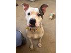 Crowley Ii 68, American Pit Bull Terrier For Adoption In Cleveland, Ohio