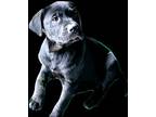 Moon (bear Pups), Labrador Retriever For Adoption In Alexandria, Virginia