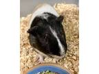 Pancake, Guinea Pig For Adoption In Novato, California