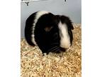 Burt, Guinea Pig For Adoption In Novato, California
