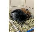 Chips And Root Beer, Mini Lop For Adoption In Novato, California