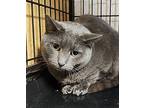 Victor, Russian Blue For Adoption In Perth Amboy, New Jersey