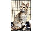 Kate, Domestic Shorthair For Adoption In Perth Amboy, New Jersey