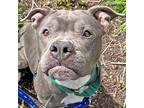 Goose, American Staffordshire Terrier For Adoption In Walnut Creek, California