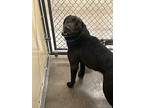 Bo, Labrador Retriever For Adoption In Sioux City, Iowa