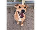 Big Guy, Labrador Retriever For Adoption In Fallon, Nevada