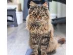 Charlotte, Maine Coon For Adoption In Los Angeles, California