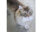 Porthos, Domestic Longhair For Adoption In Los Angeles, California