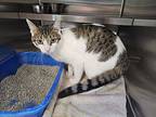 Charlie, Domestic Shorthair For Adoption In Houghton, Michigan