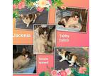 Jacenia, Domestic Mediumhair For Adoption In Missouri City, Texas